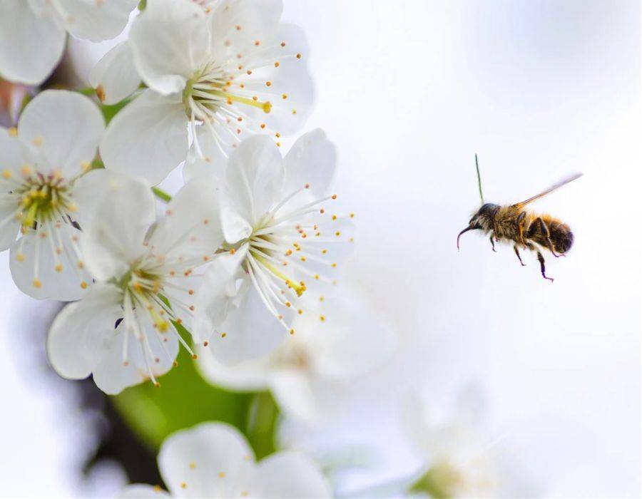 bee and flower