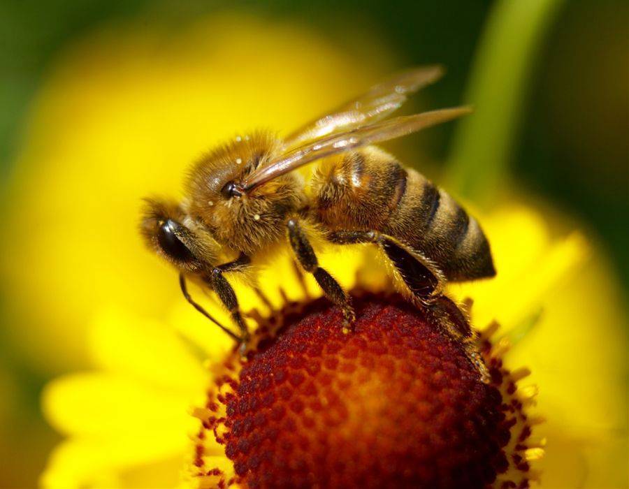 bee working on flower