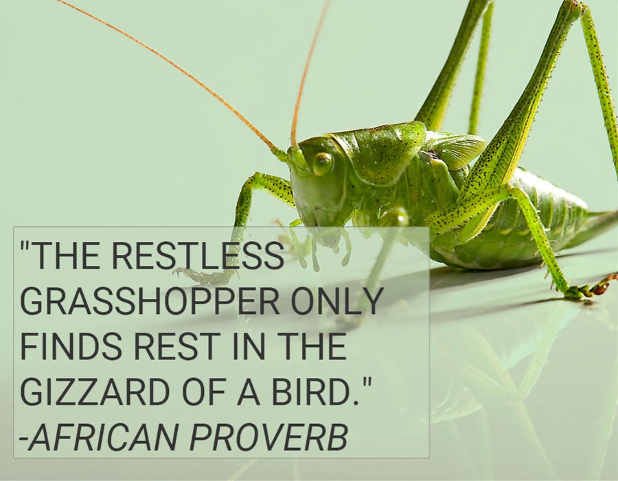 restless grasshopper meaning