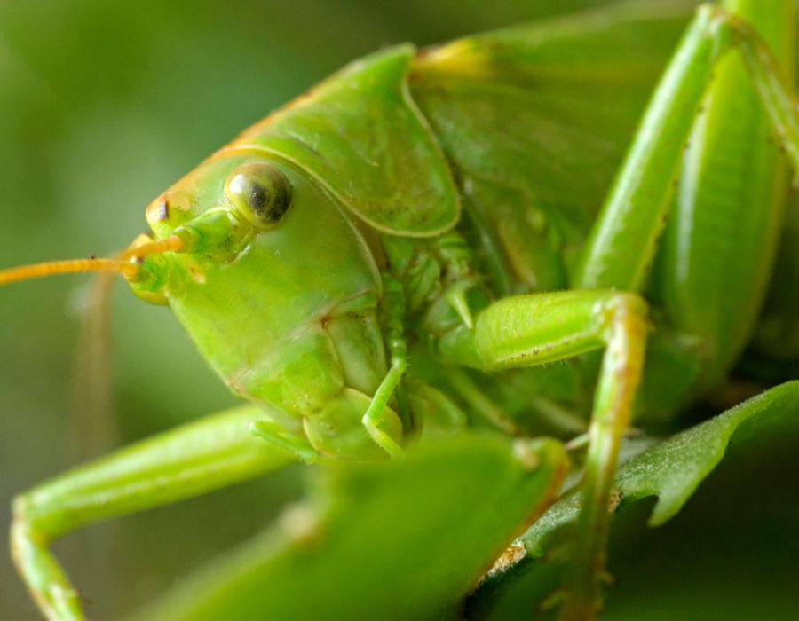 spiritual meaning grasshopper close