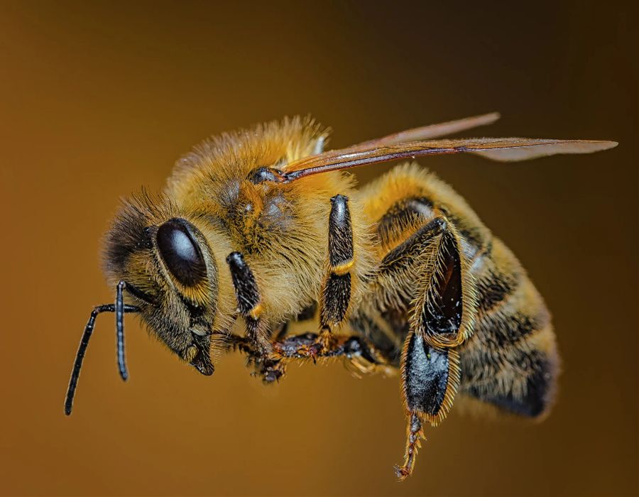 pretty bee