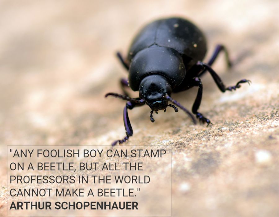beetle meaning schopenhauer