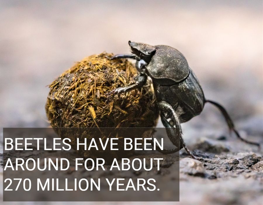 Beetles Have Been Around for About 270 Million Years