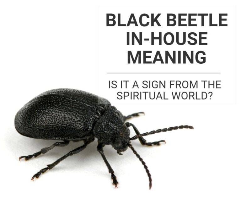 Black Beetle InHouse Meaning Unveiling The Mystery