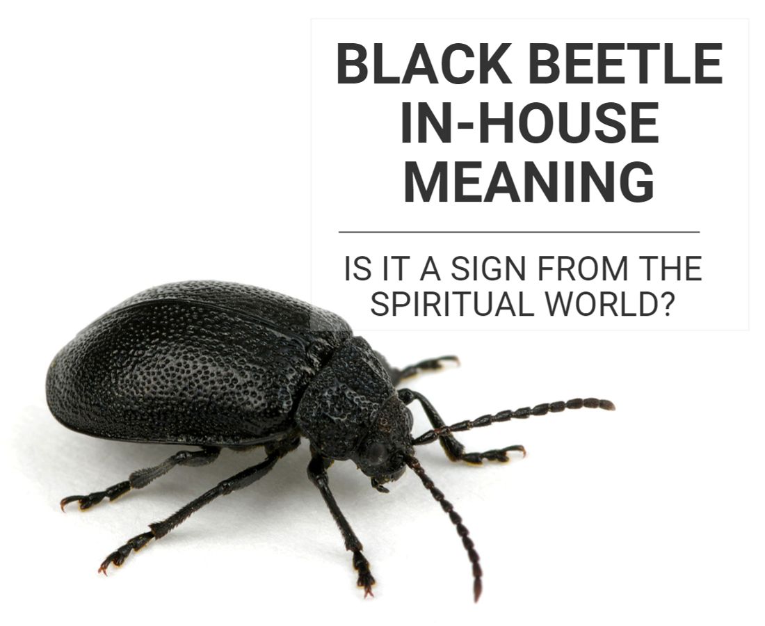 Black Beetle In-House Meaning