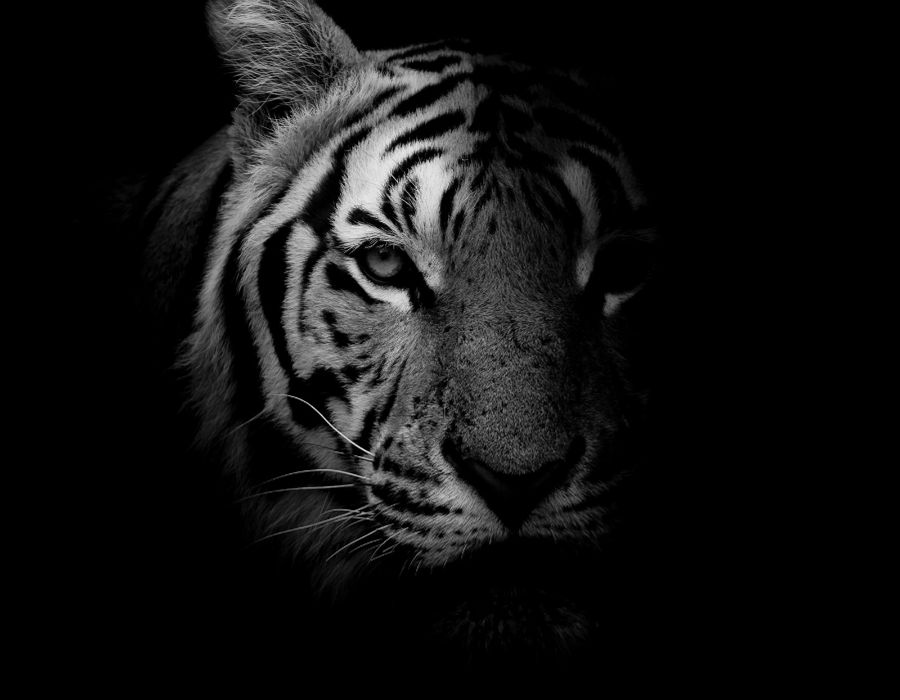 Chinese Animal Symbol Tiger