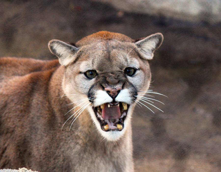 Cougar