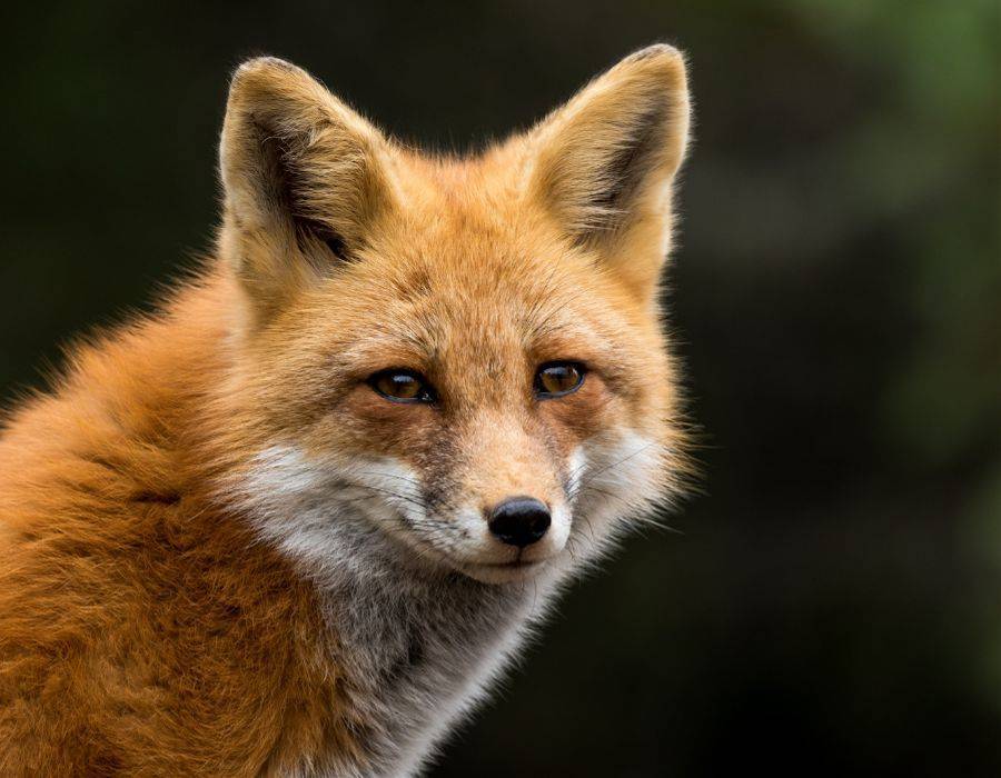 Japanese red fox