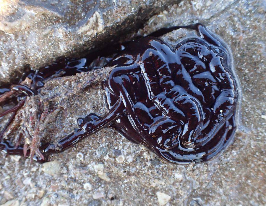 bootlace worm (Lineus longissimus) 