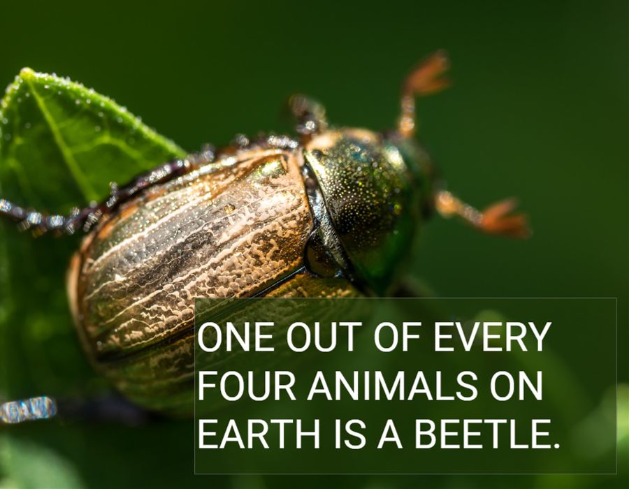 One out of Every Four Animals on Earth Is a Beetle