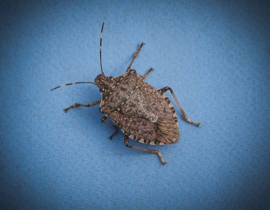 Stink Bug on blue background