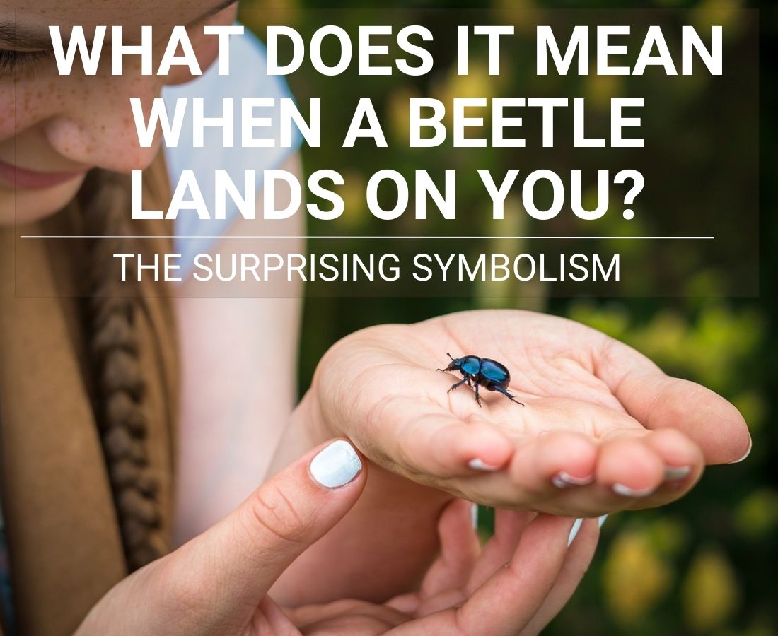 What Does It Mean When A Beetle Lands On You?