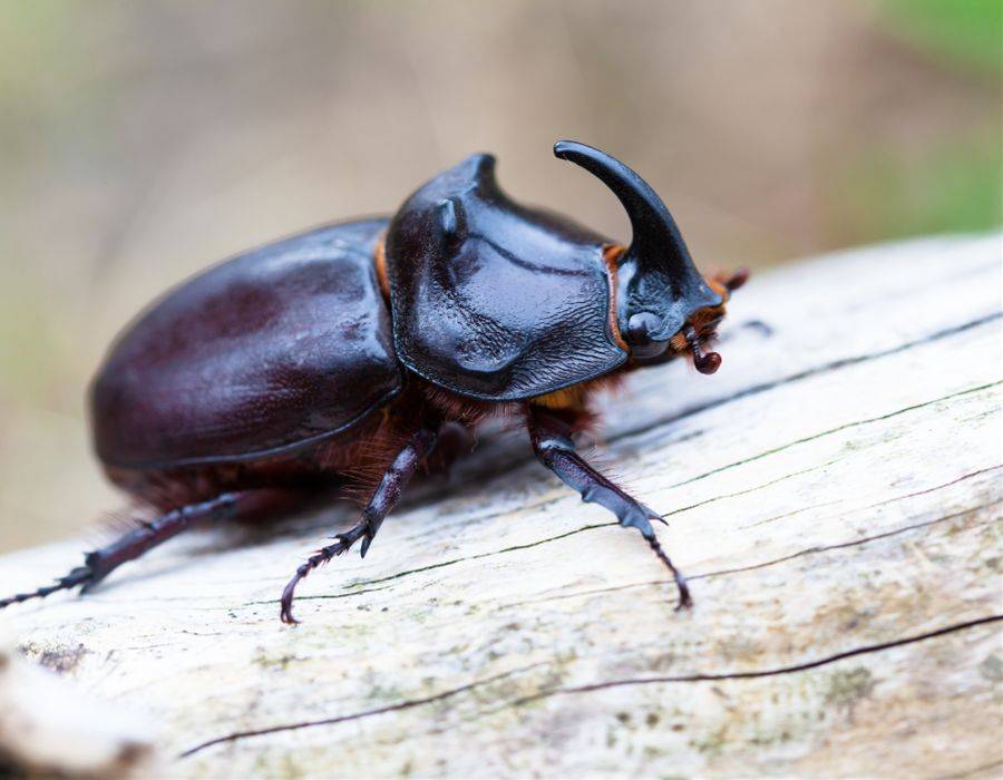 beetle with horn