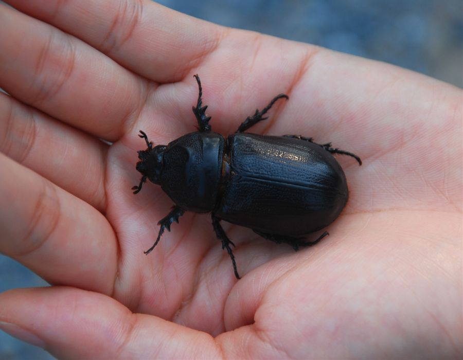 black beetle in hand