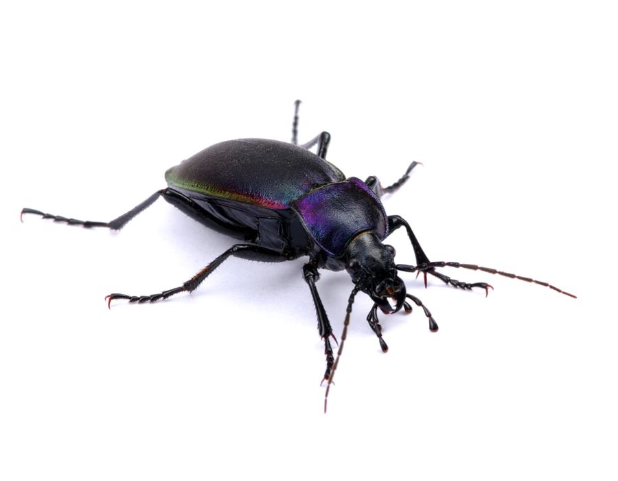 black shiny beetle