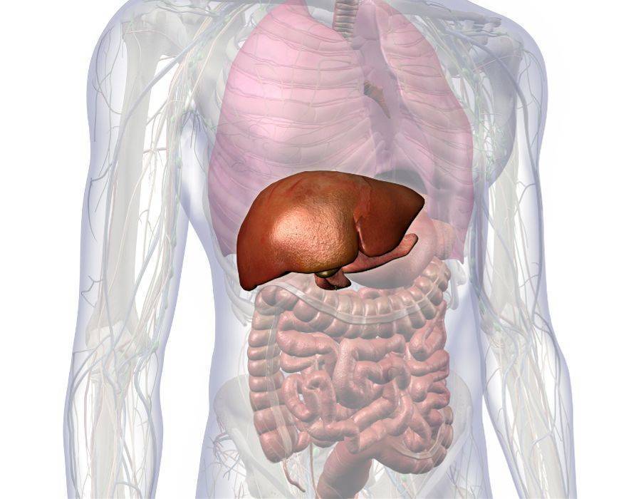 liver in human body