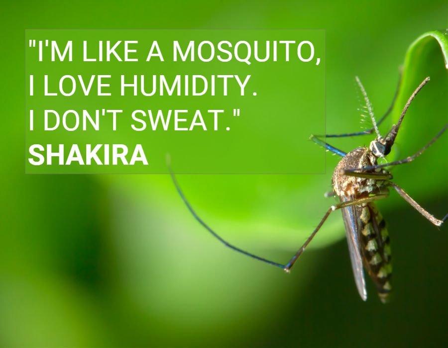 mosquito saying
