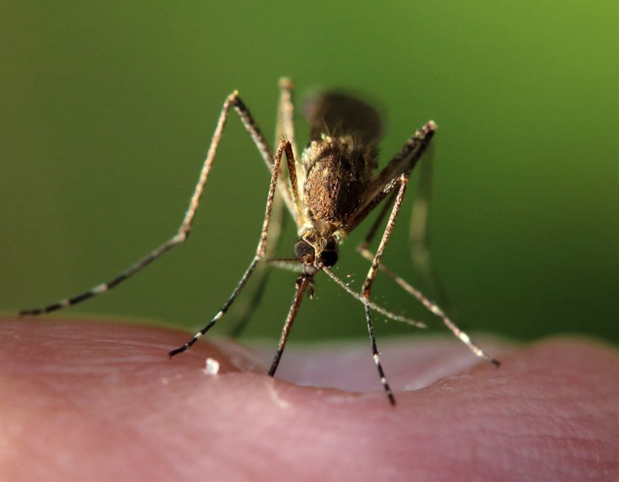 mosquito sucking