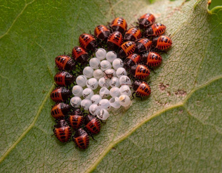 parenting stinkbugs