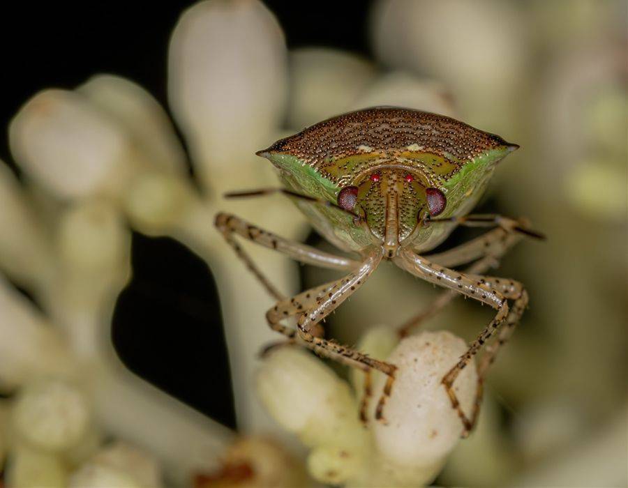 stink bug close Stink Bug Spiritual Meaning: Discovering The Hidden Wisdom