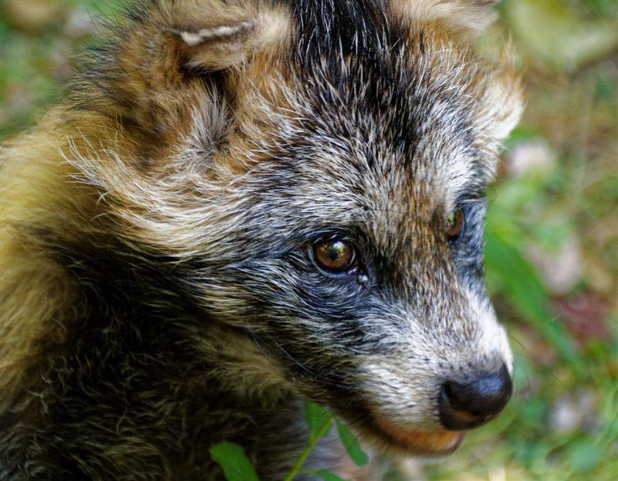 The Tanuki (Japanese raccoon dog)