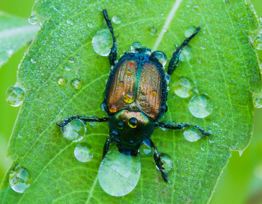 wet beetle