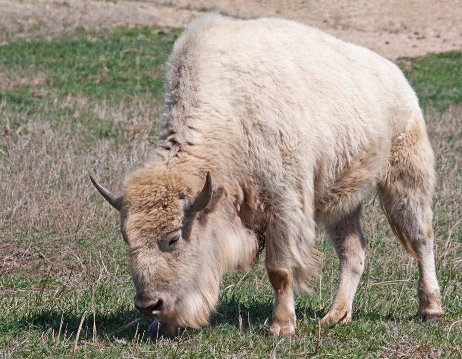 white american bison