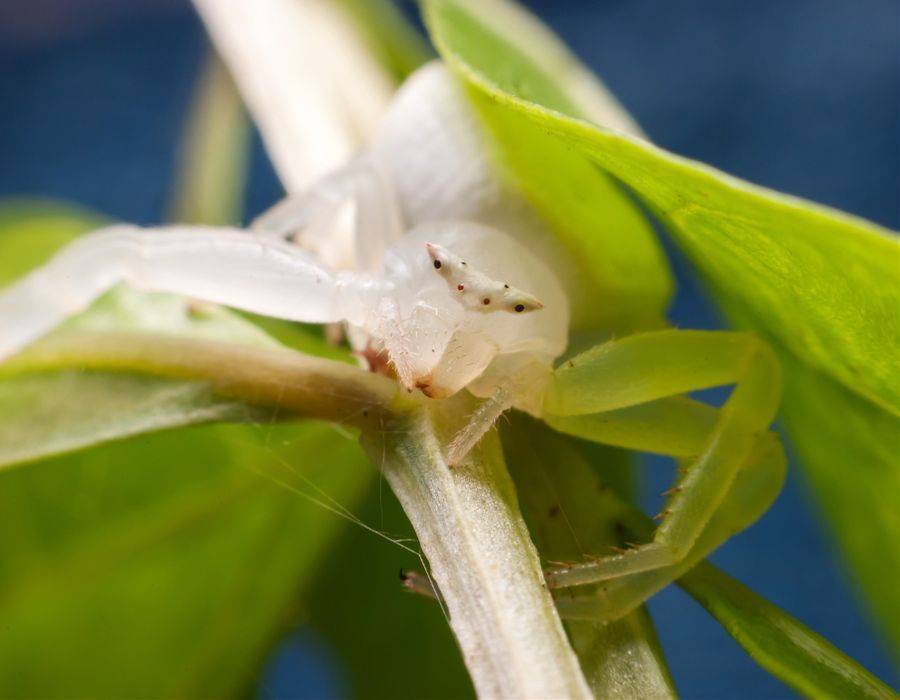 white spider close up