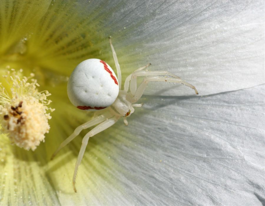 white spider on white flower