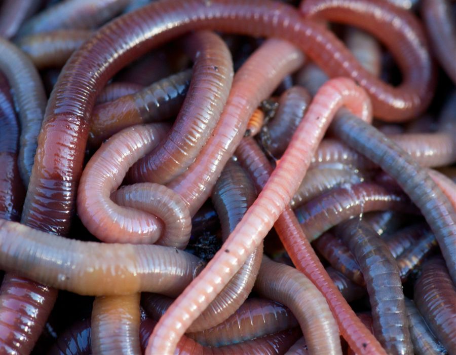 earth worms