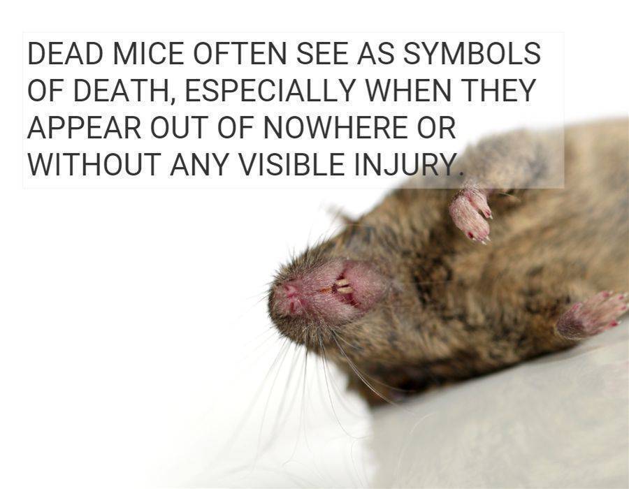 Dead mouse symbol of death