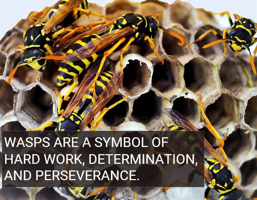 Wasps are A symbol of hard work