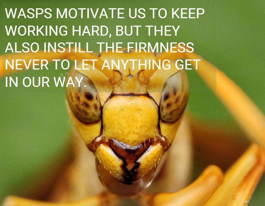 Wasps motivate us