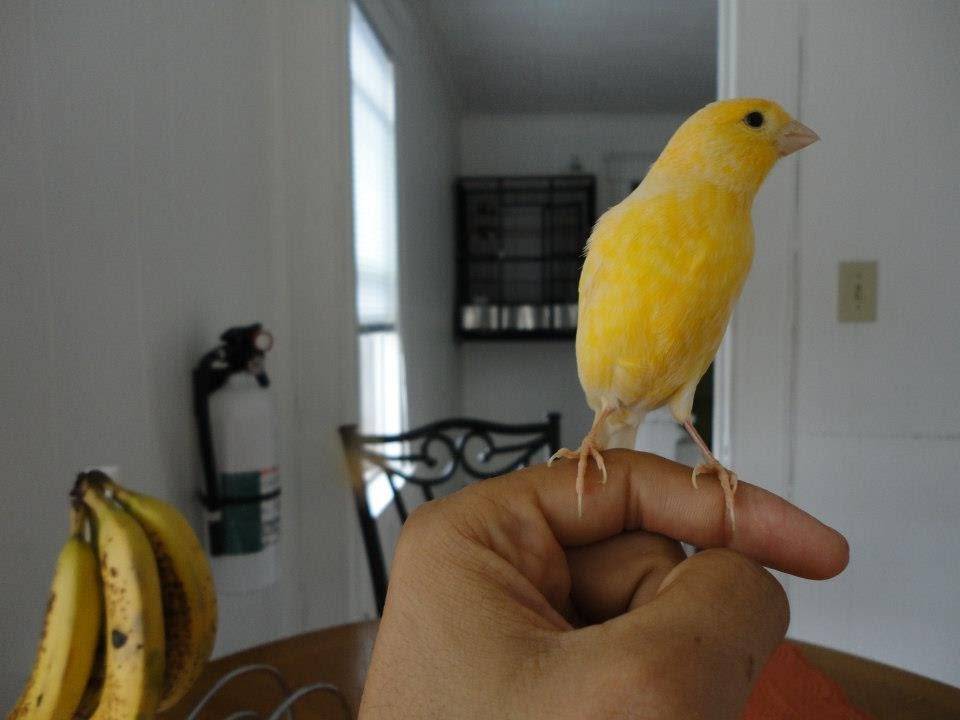 canary