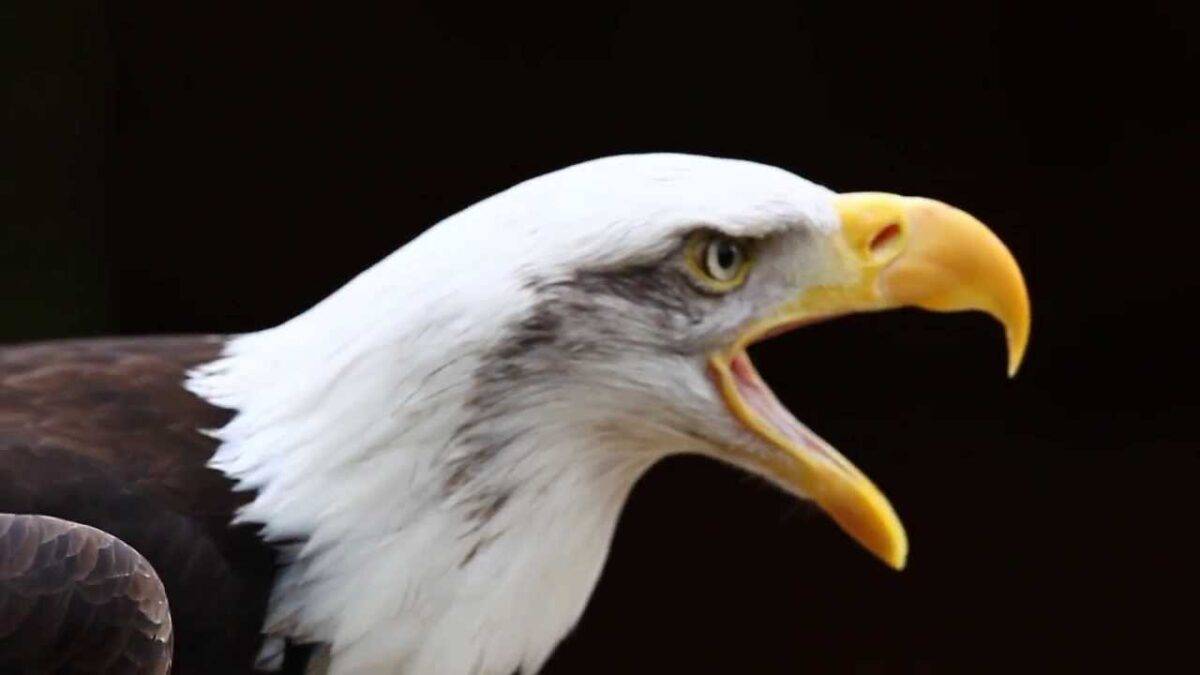 Call of a Bald Eagle