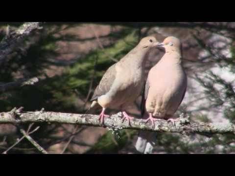 Mourning Doves