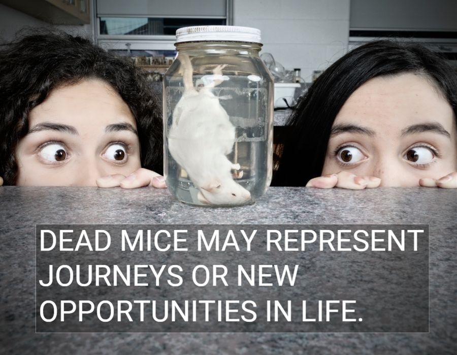 dead mouse opportunities in life