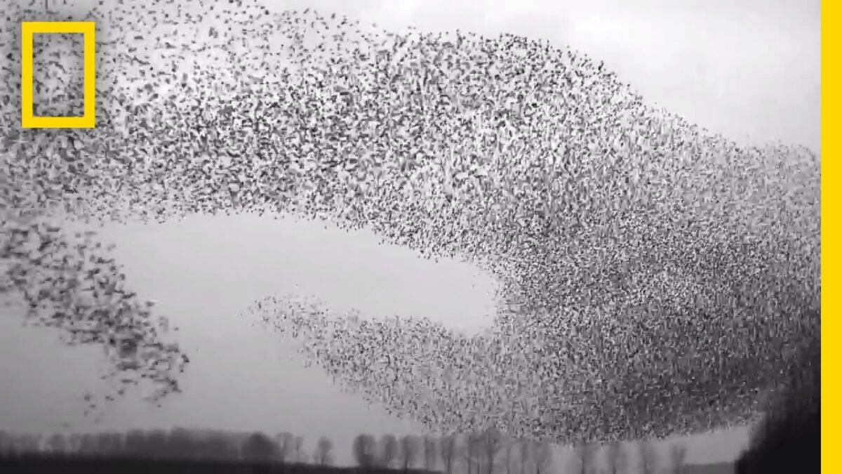 flight of the starlings watch th 1 Beyond the Silence: The Profound Spiritual Meaning of Finding a Dead Starling