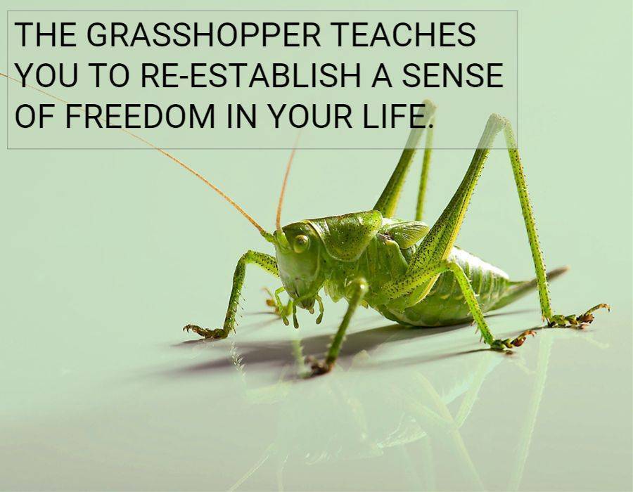 grasshopper freedom