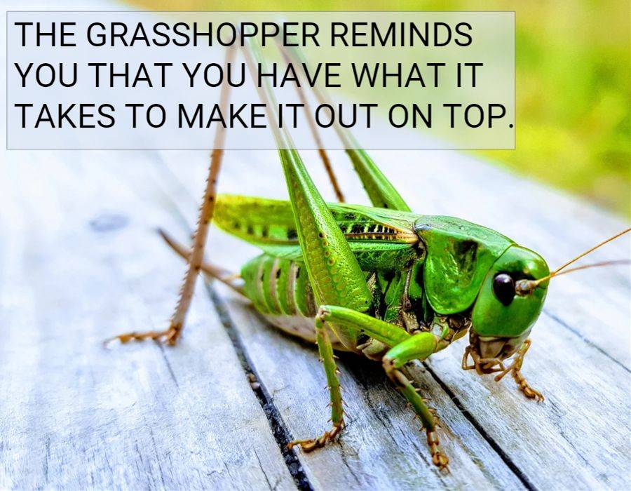 grasshopper make it to top