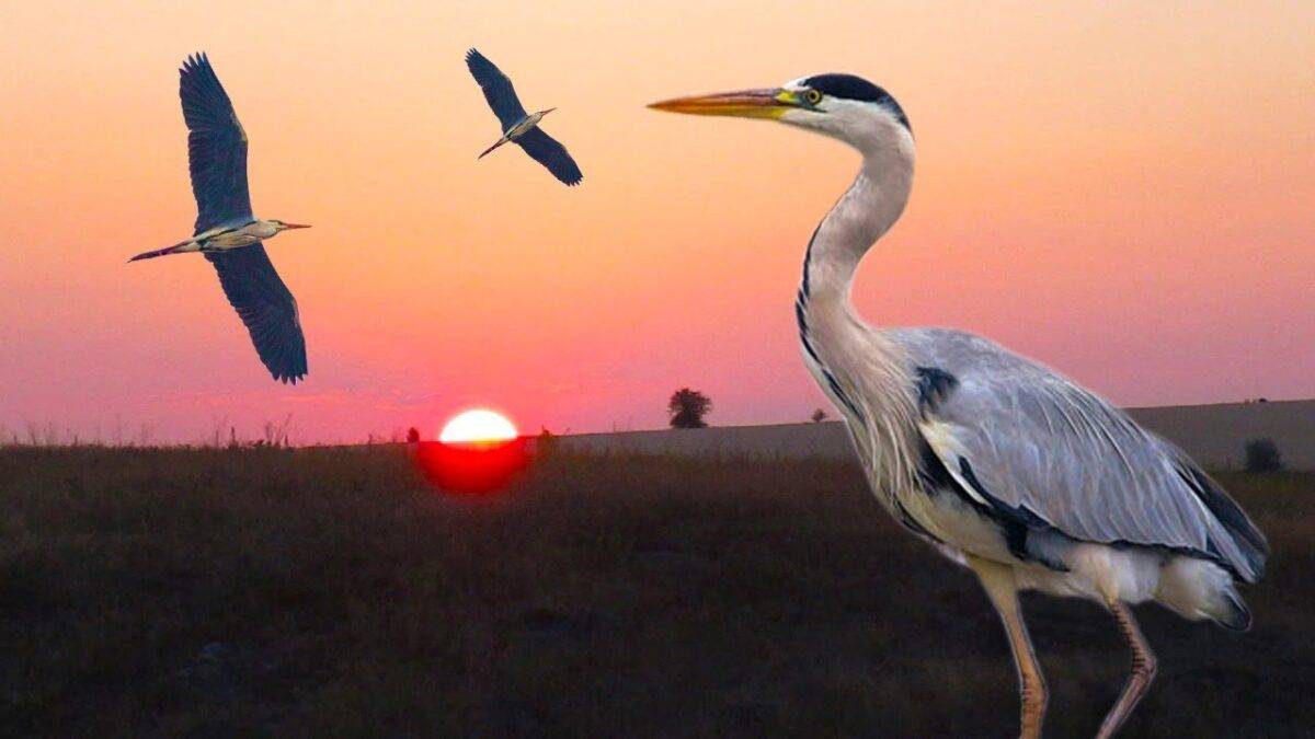 heron