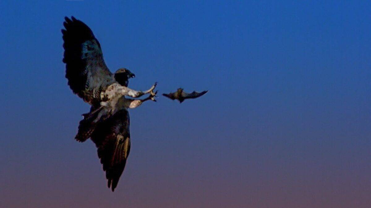 hunting-bats-with-a-red-tailed-h.jpg
