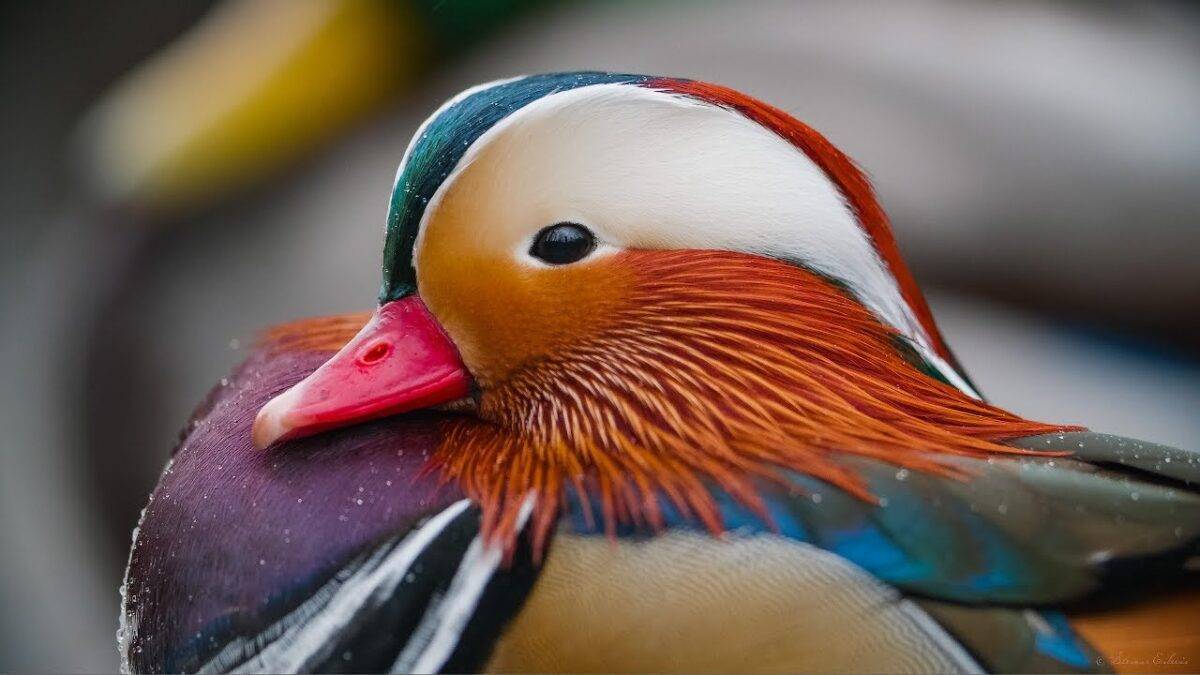 Mandarin Duck