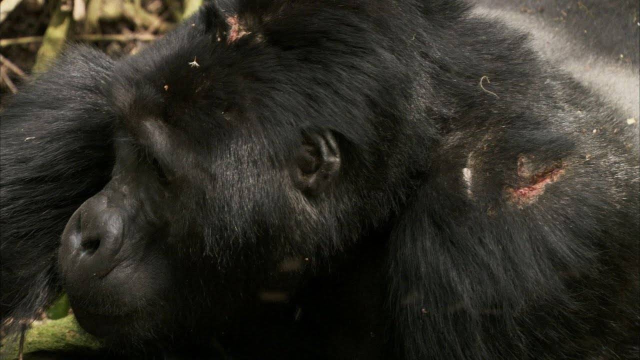 Powerful silverback gorilla chest-beating representing spiritual meaning of leadership