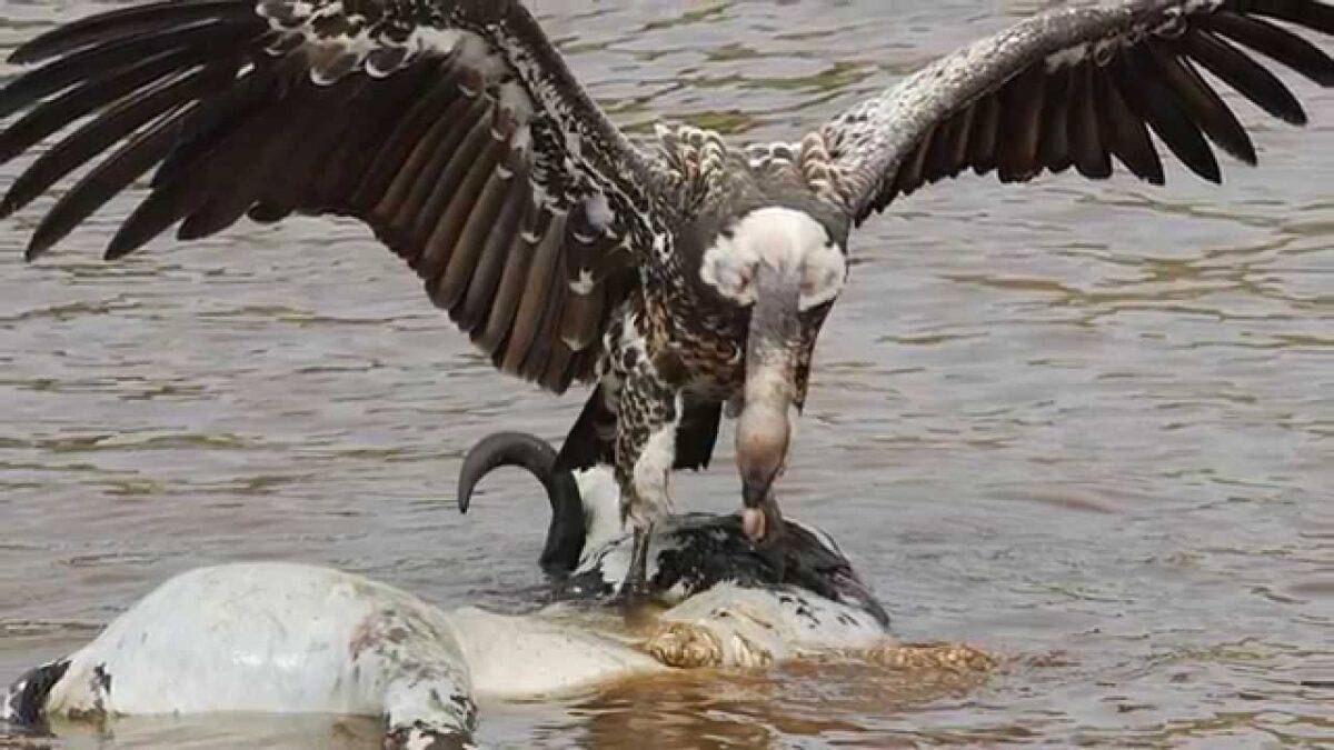 Vulture
