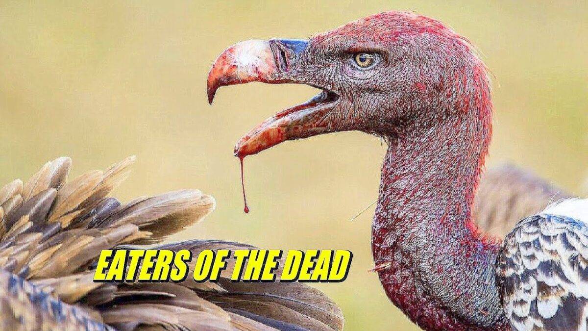 Vulture