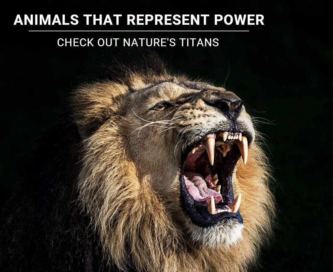 Animals that represent Power