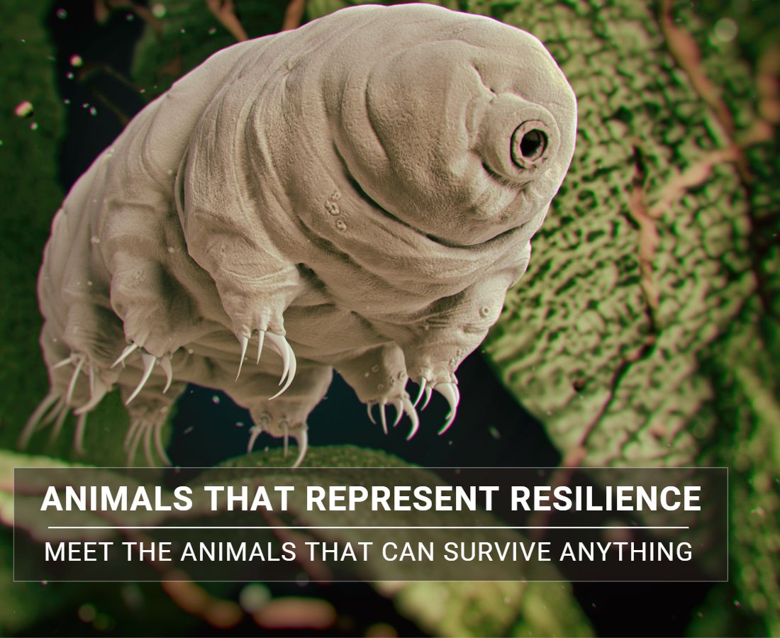 Animals that represent resilience