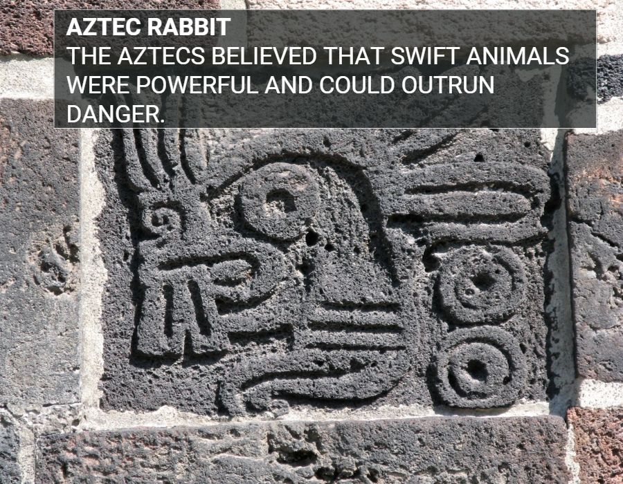 Aztec rabbit