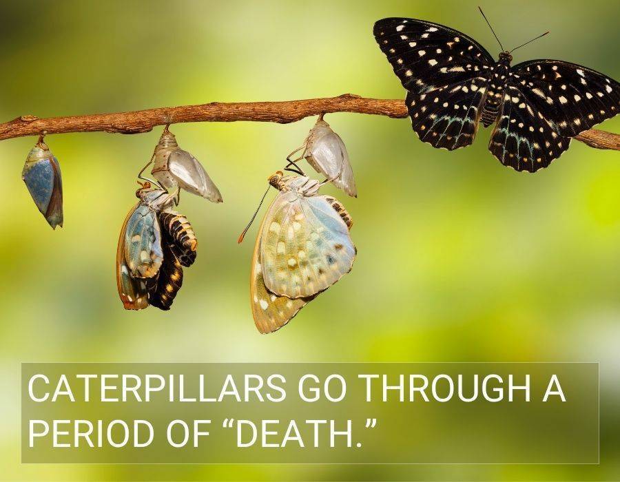 Caterpillars meaning period death From Earth to Sky: Understanding the Spiritual Meaning And Symbolism of Caterpillars